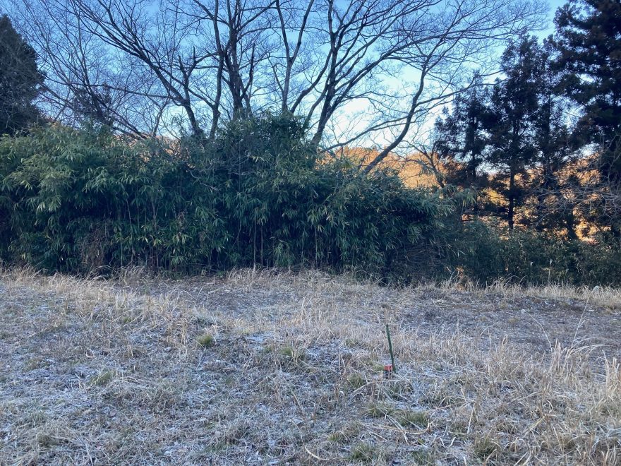 篠竹が壁のように群生していました