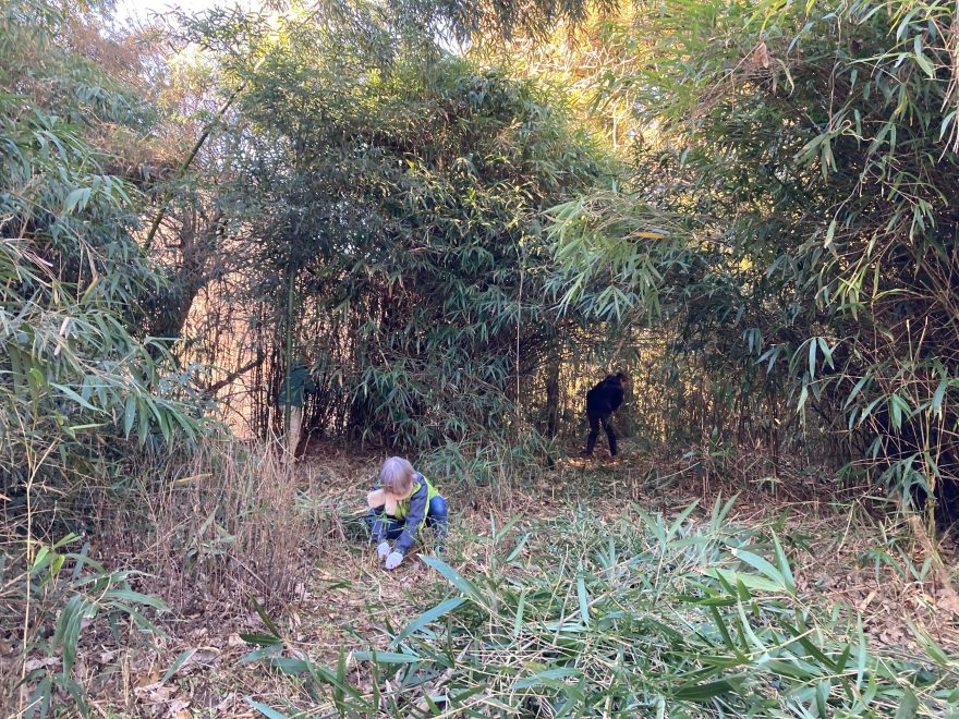 間引いていくことで向こう側が少しずつ見えるようになってきました