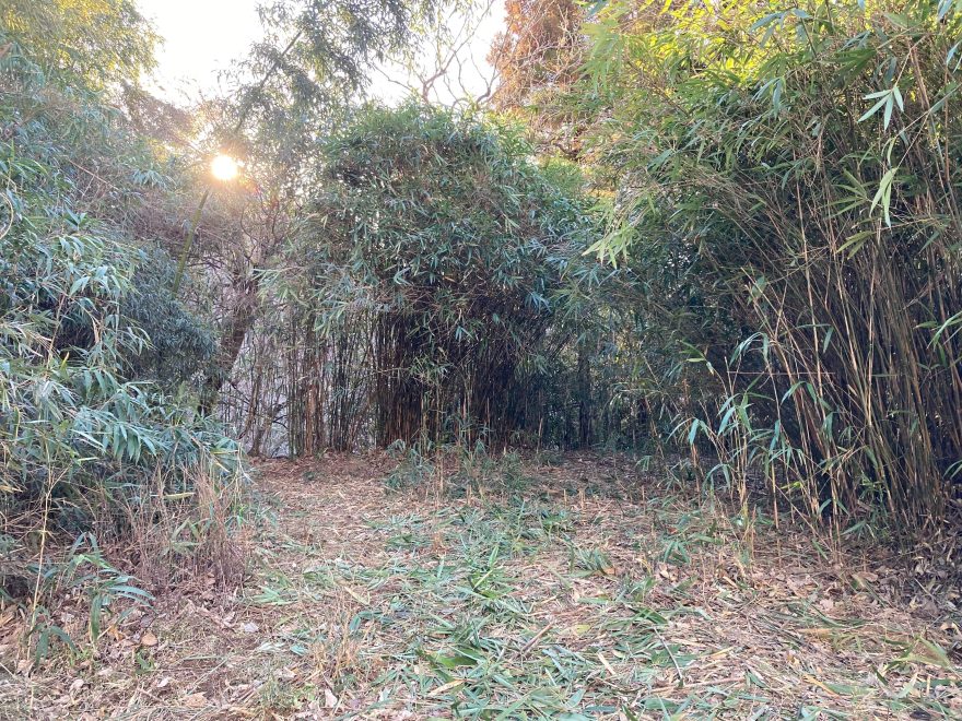 葉や幹の間から日差しが注ぎ込むようになりました