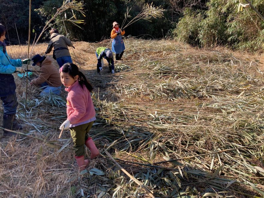 篠竹の枝葉を取り除いて畑の支柱にします