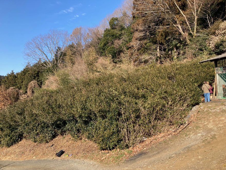 数年間放置された茶畑（2025年2月1日撮影）