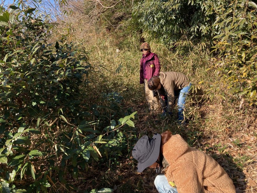 ノコギリ鎌で篠竹を地際で刈っていきました