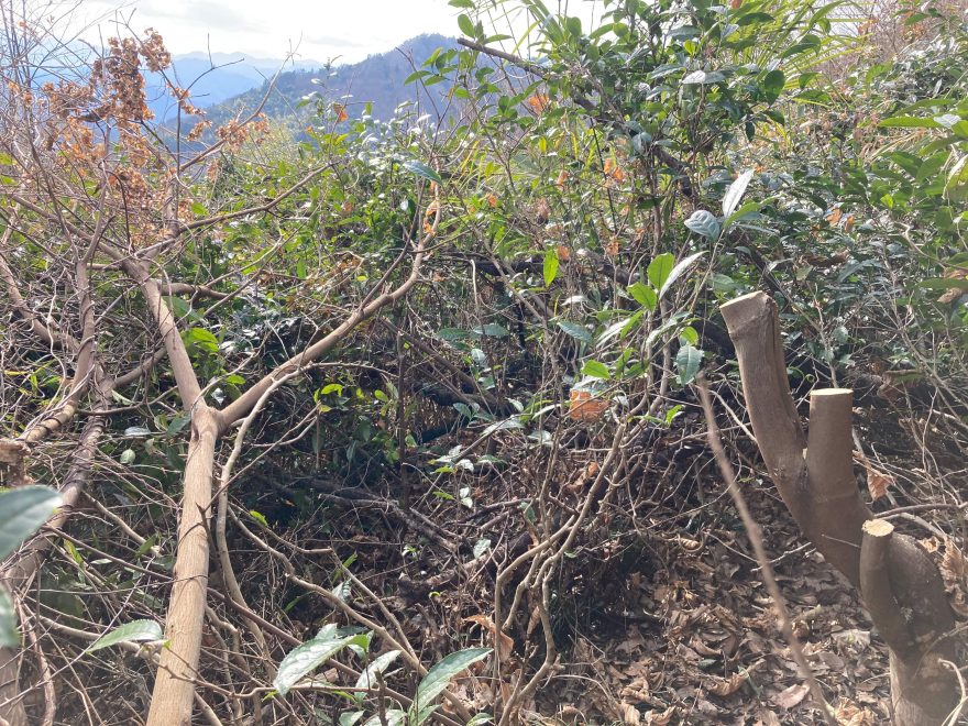 切り倒されてそのまま放置された木（右手前が切り株）