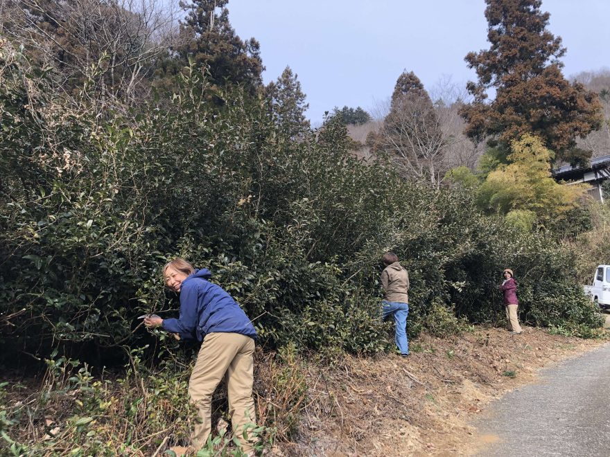 地表部の風を遮っている枝の剪定中