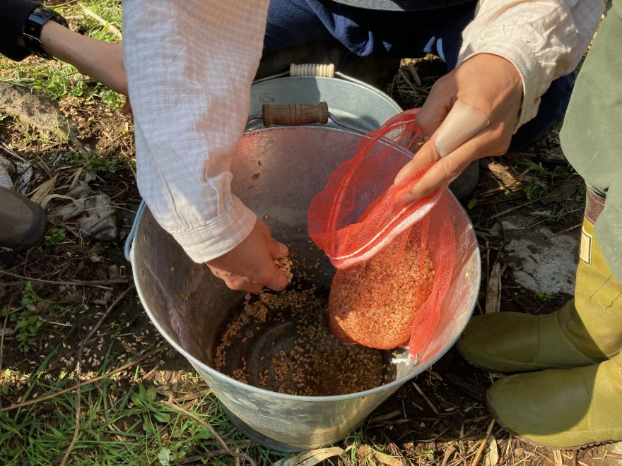 水に浸けて籾殻を取り除いたあと、網の中に籾種を入れていきます