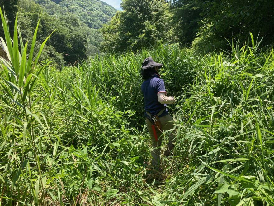 刈払機でざっくり開いたあとを、手作業で全体的な風通しを入れていきます