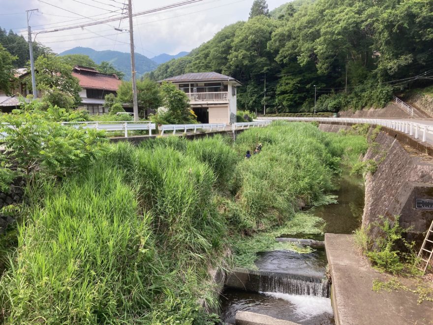 すべて刈り込まず、風の通り道をいくつも入れて今年は様子を見ます