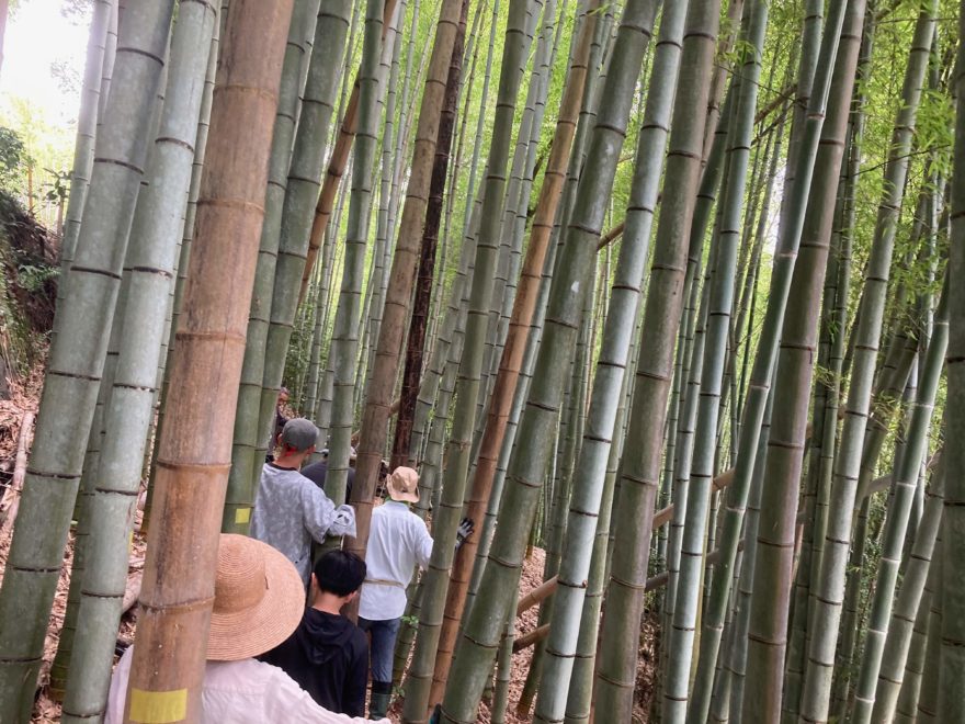 隙間なく生える藪化した竹林（体験場所）